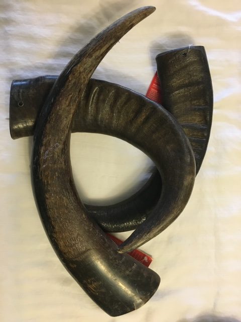 Water Buffalo Horns for Dogs